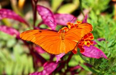 Phuket Butterfly Garden and Insect World