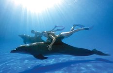 swim with dolphins