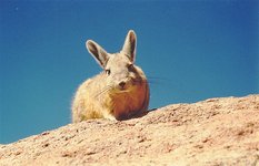 Viscacha Area