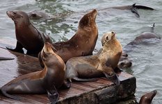 Seals at Pier 39