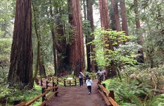 Muir Woods
