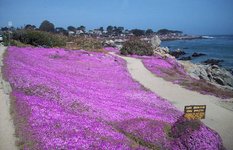 Monterey