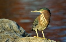 Green Heron