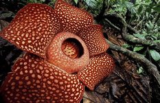 The Rafflesia flower