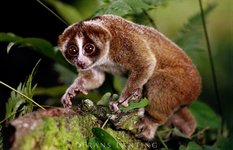 Slow loris