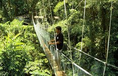 Canopy Skywalk