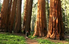 The Giant Forest