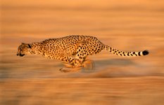 Cheetah
