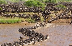 Great Migration