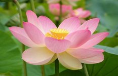 The lotus flower