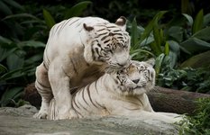 Singapore Zoo