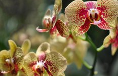 National Orchid Garden