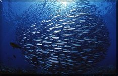 Barracuda Point