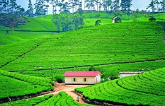 The Tea Plantation