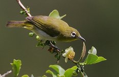 White-eye