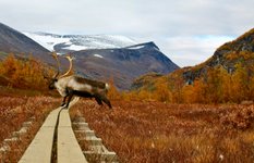 Kungsleden