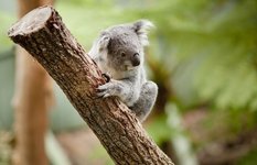 Taronga Zoo