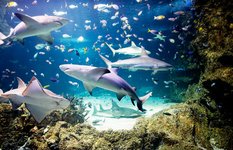 Sydney Aquarium