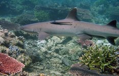 reef shark