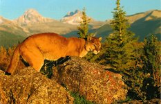 The cougar
