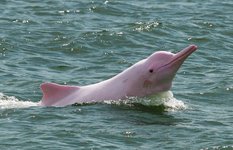 Yangtze river pink dolphin