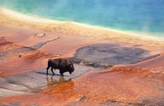 Bison at Yellowstone hot spring