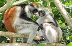 Red Colobus monkey