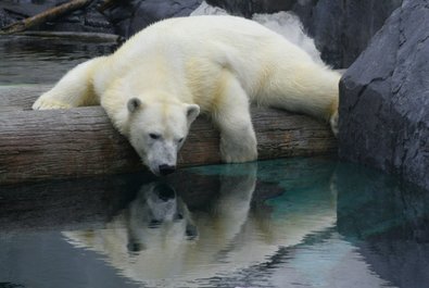 Alaska Zoo