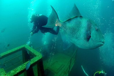 Ocean Revival Underwater Park