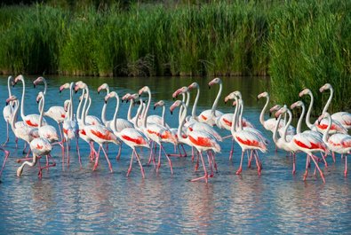 Parque Natural da Ria Formosa