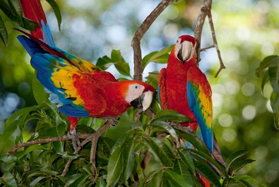 Birding in Canaima National Park