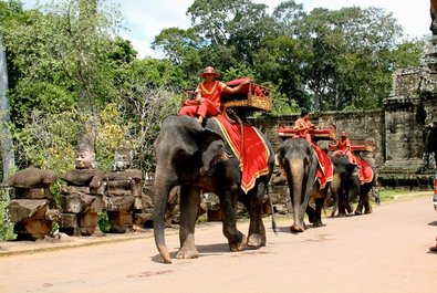 Elephant Rides