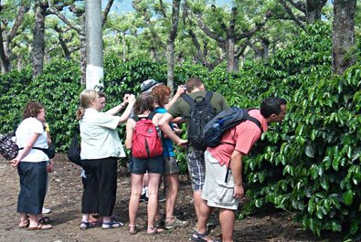 Coffee plantation