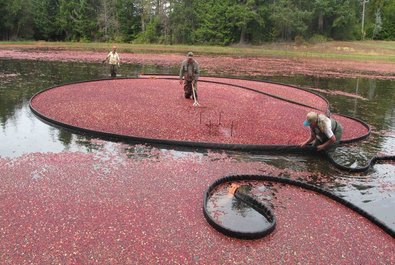 Cranberry ponds