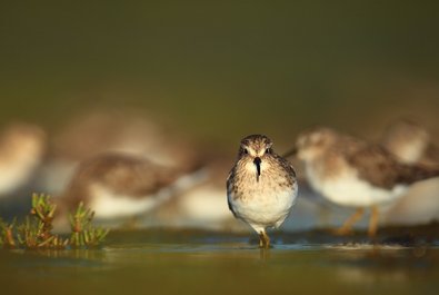 Oregon Islands and Bandon Marsh wildlife refuges