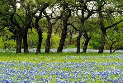 Flower Forest