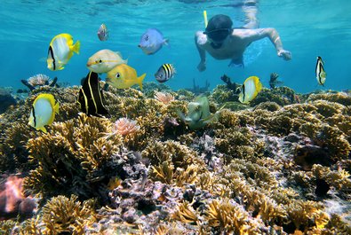 Diving and Snorkeling