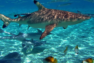 Diving in Bora Bora