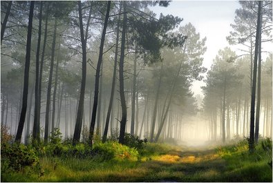 Pine forests and beaches of Gascony