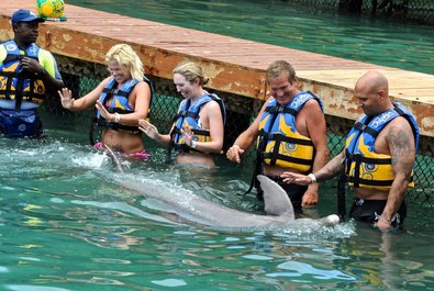 Swim with Dolphins