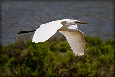 Pea Island National Wildlife Refuge