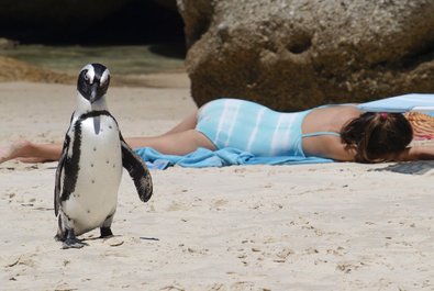 Boulders Beach penguins