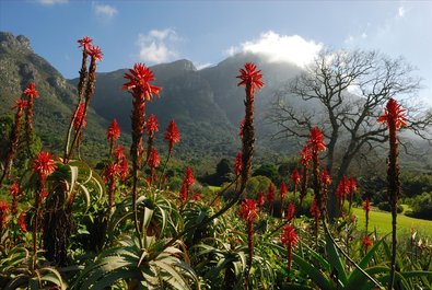 Kirstenbosch Botanical Garden