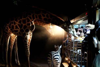 Chiang Mai Night Safari