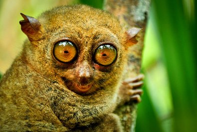 Tarsier Sanctuary