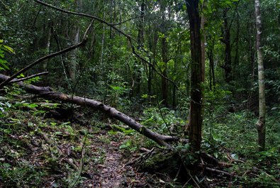 Rajah Sikatuna National Park