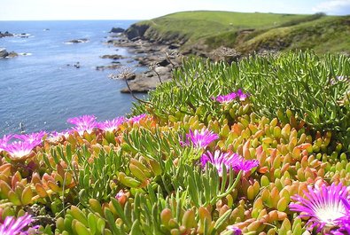 The Lizard peninsula