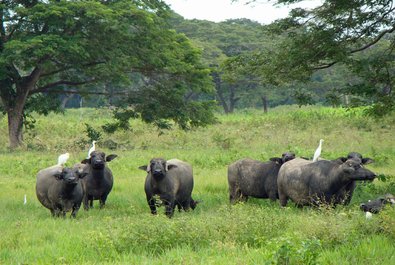 Buffalo Farm