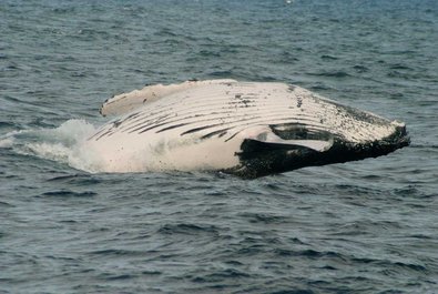 Whale watching off Isla de la Plata