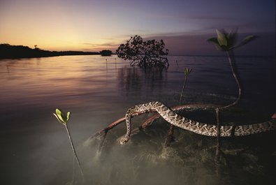 Ranger-led Tours